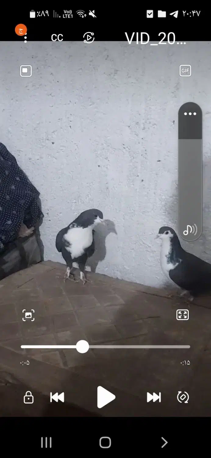 ریش سیاه|پرنده|نیمبلوک, |دیوار