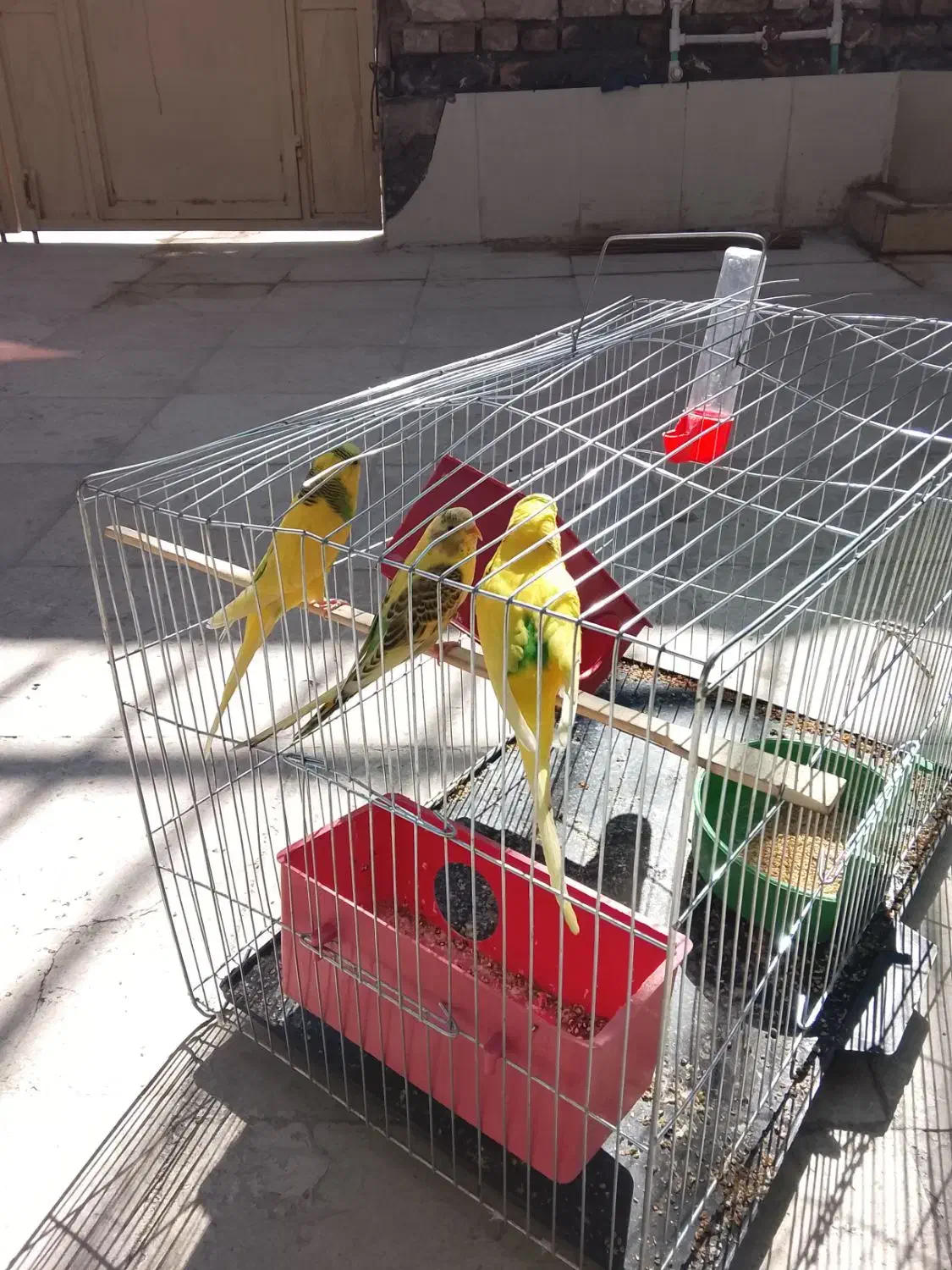 مرغ عشق|پرنده|سراوان, |دیوار