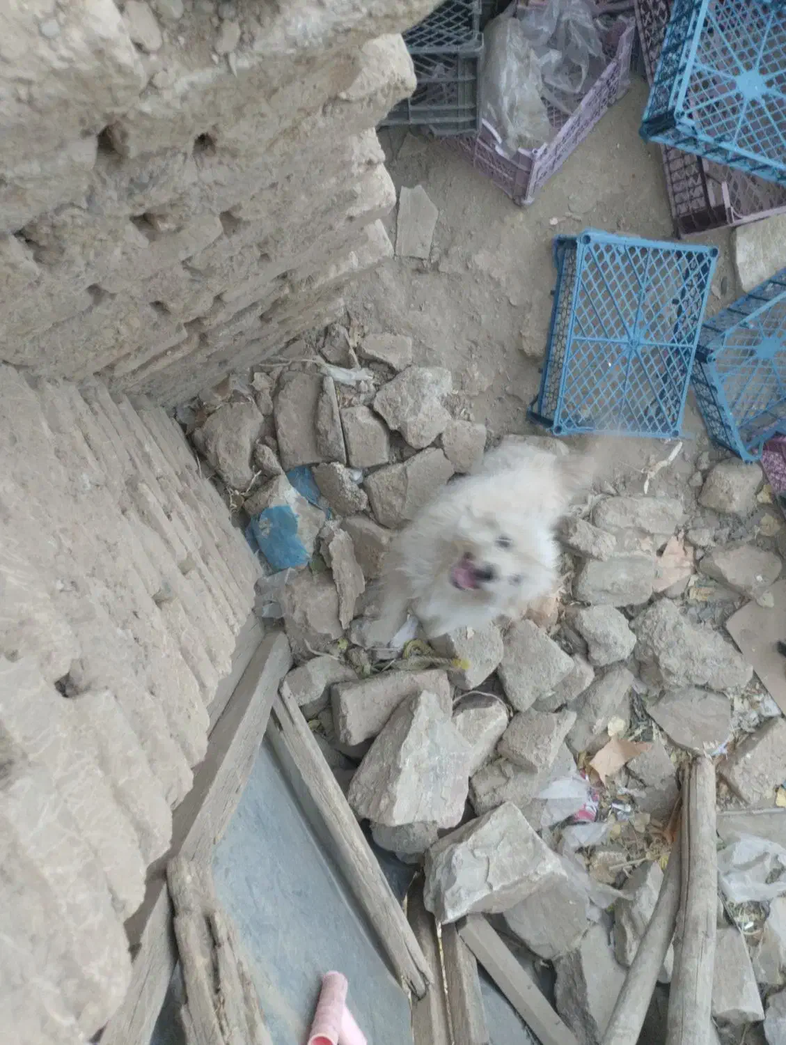 سگ پاکوتاه|سگ|اسدآباد, |دیوار