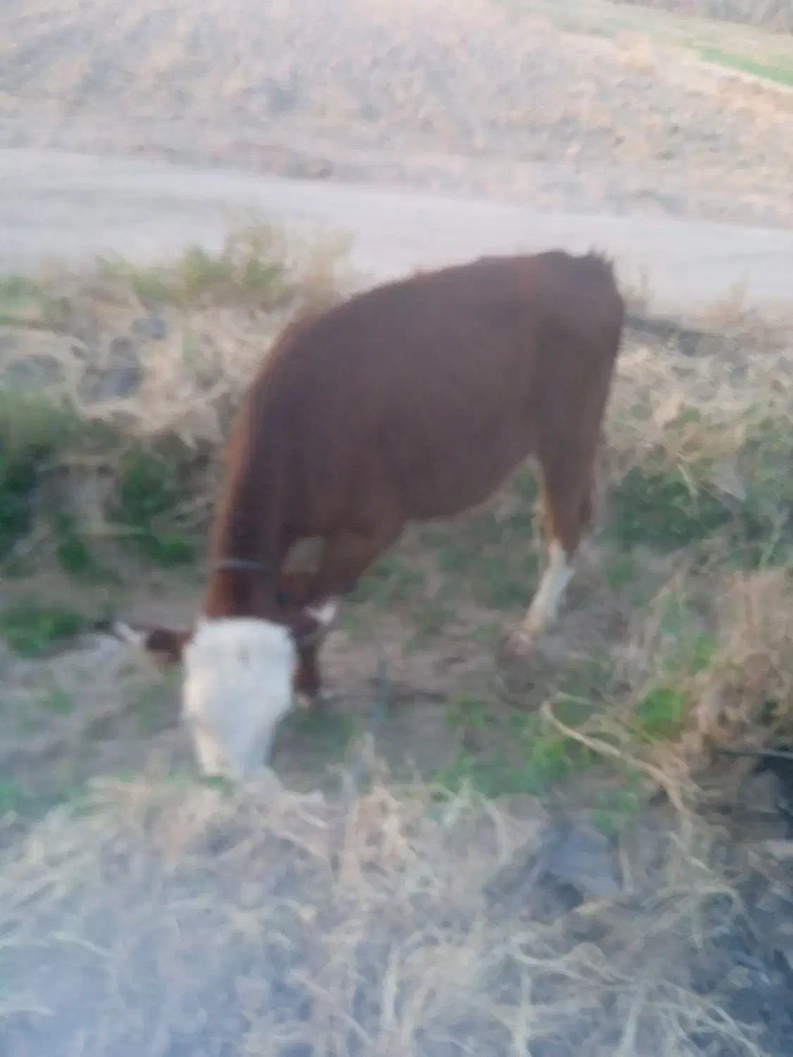 گاو فروشی|حیوانات مزرعه|دلگان, |دیوار