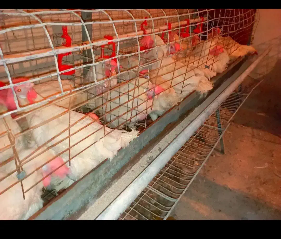 مرغ سفید تخمگذار|حیوانات مزرعه|هشتگرد, شهرک بعثت|دیوار