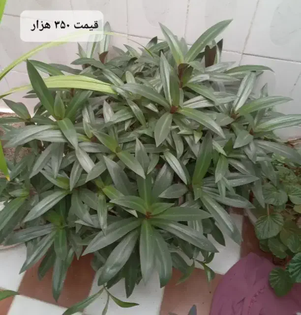 انواع گل طبیعی|گل و گیاه طبیعی|نهاوند, |دیوار