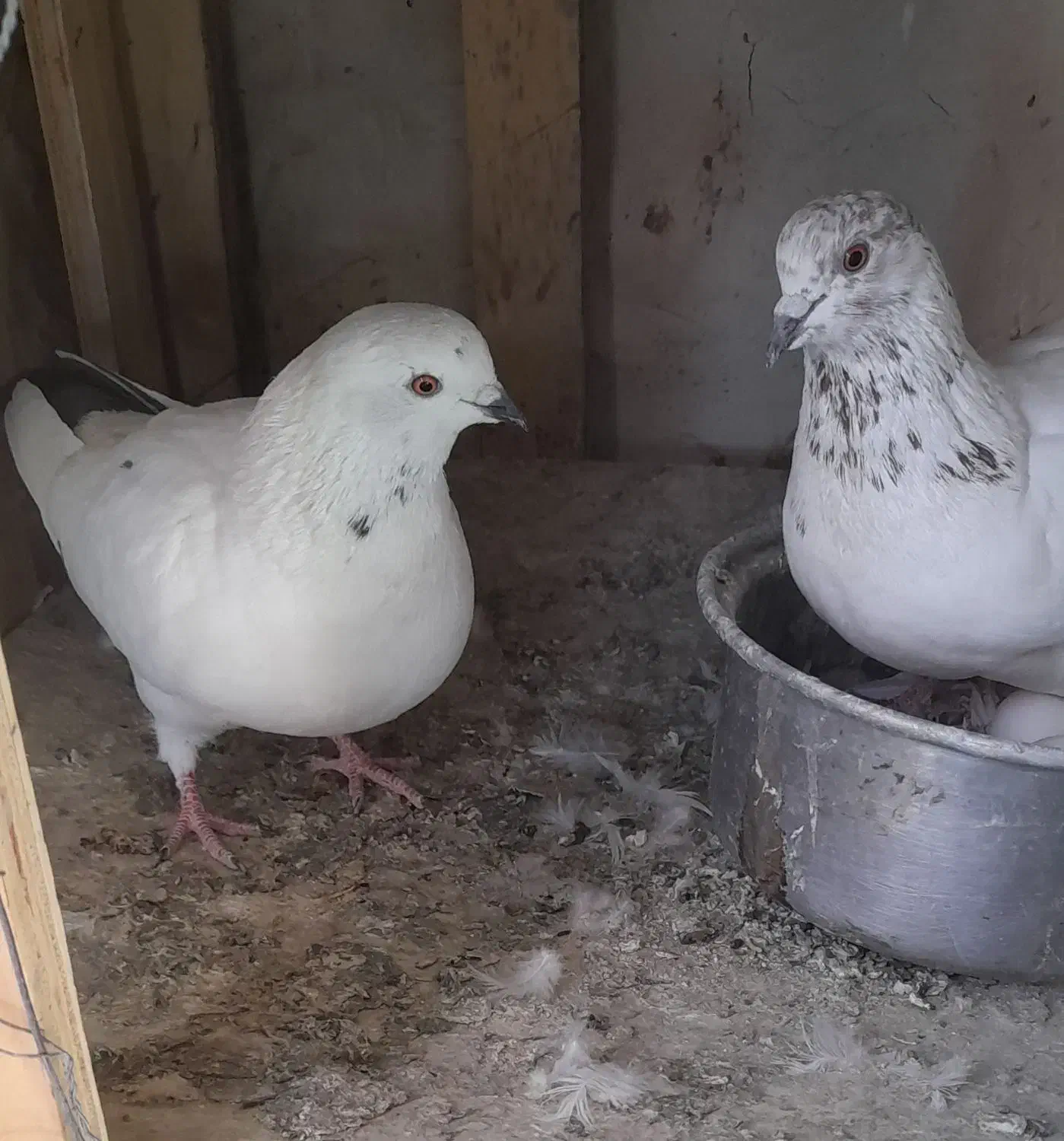 کبوتر پرشی آس|پرنده|محمدشهر, محمدشهر|دیوار