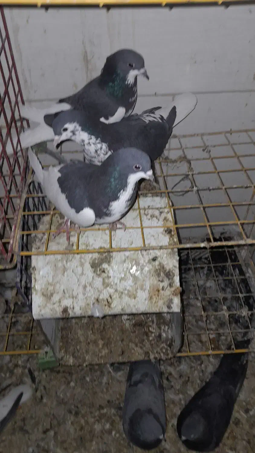 پرنده کفتر|پرنده|شیراز, شاهچراغ|دیوار