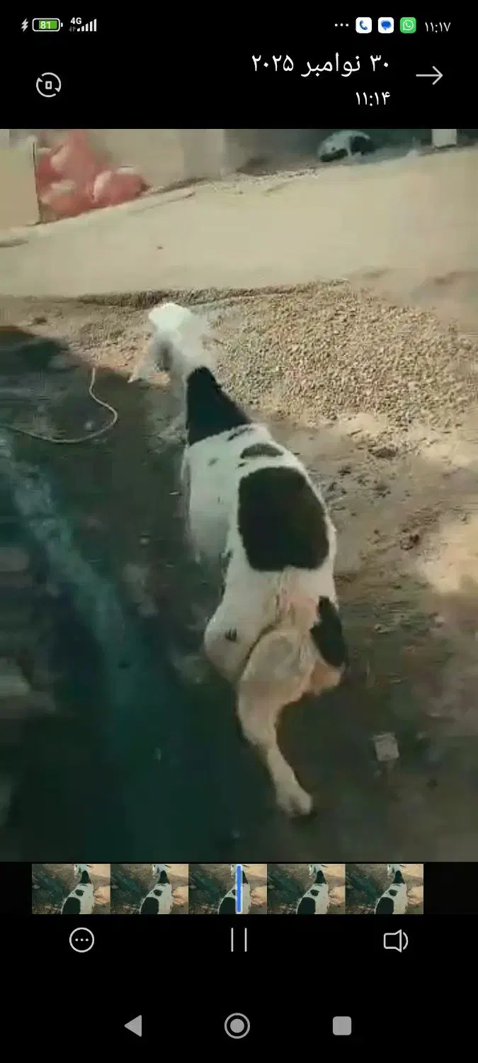 میش|حیوانات مزرعه|بیرانوند, |دیوار