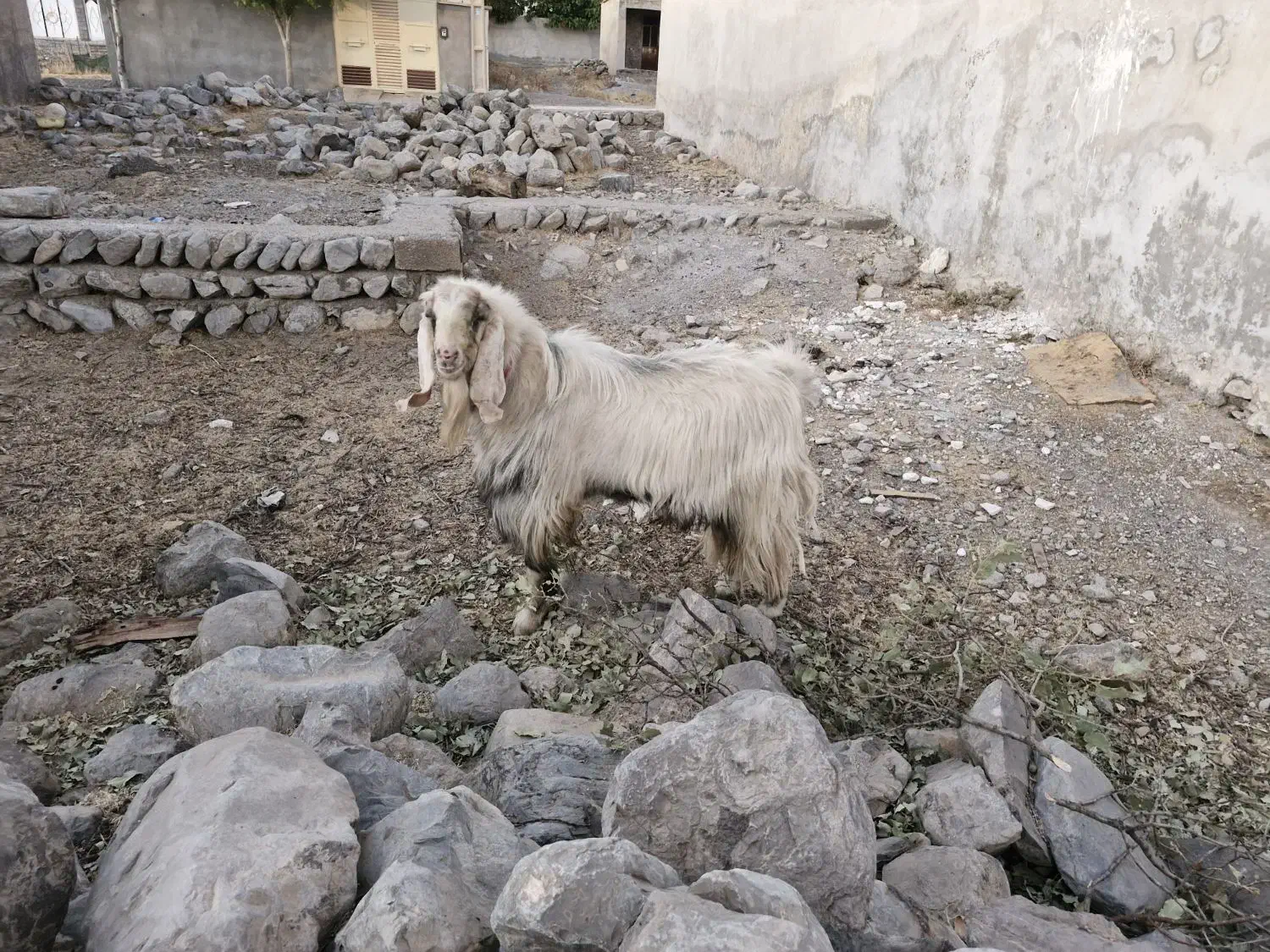 یک راس نر بز دو رگه جوان حدودا۱۸ ماهه زرنگ وبزرگ|حیوانات مزرعه|گچی, |دیوار