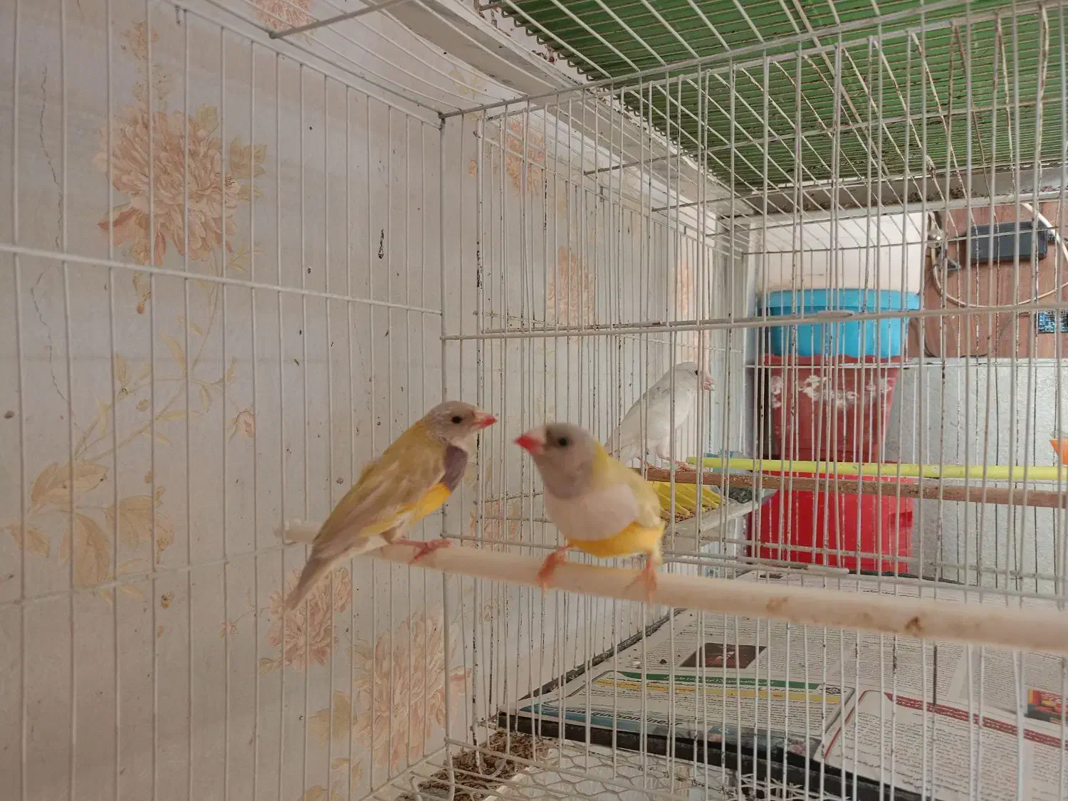 فنچ گلدین|پرنده|مشهد, کوی المهدی|دیوار