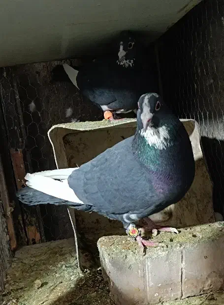 پلنگ|پرنده|کرمان, |دیوار