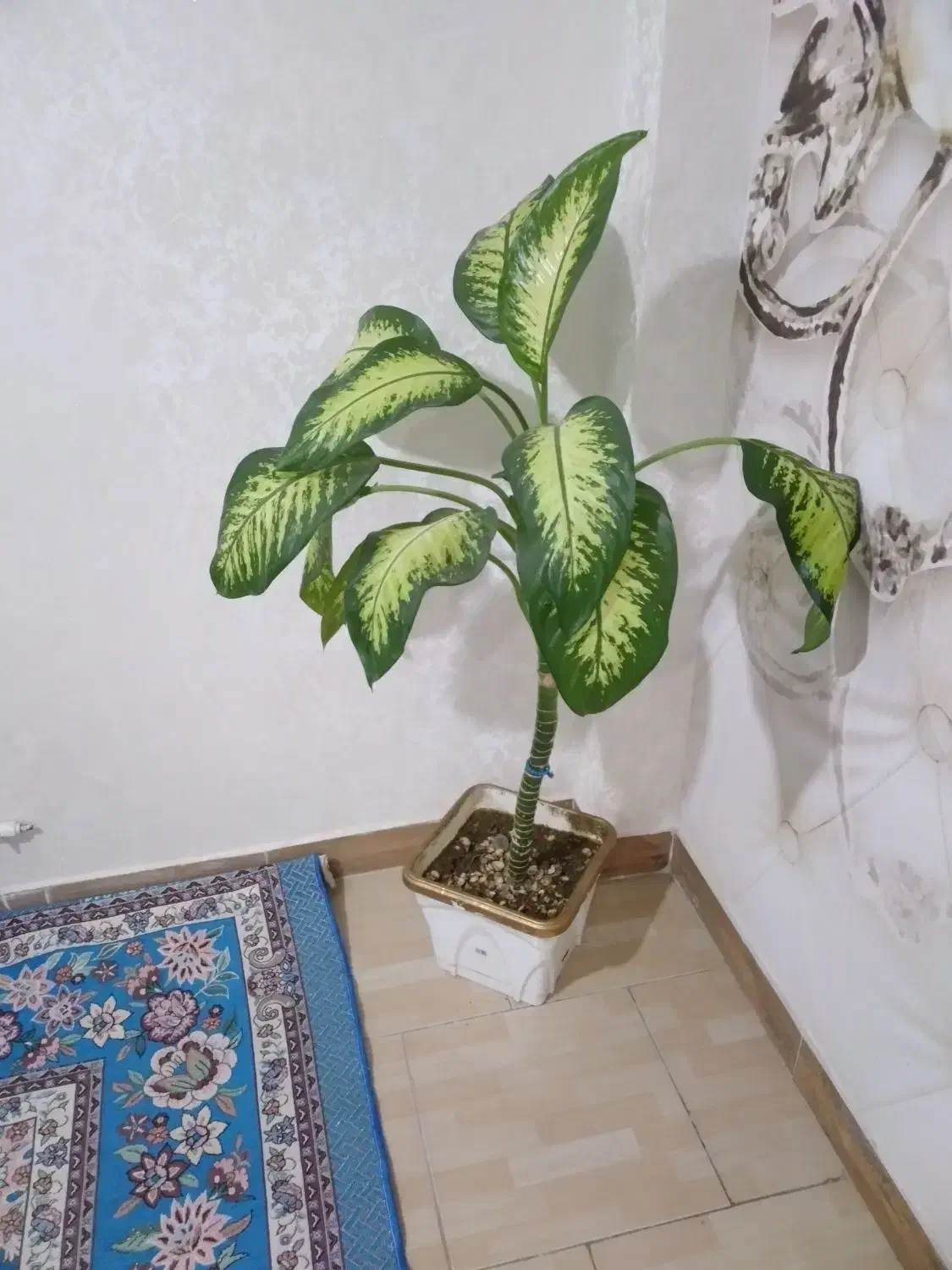 گل دیفن|گل و گیاه طبیعی|بهارستان, |دیوار