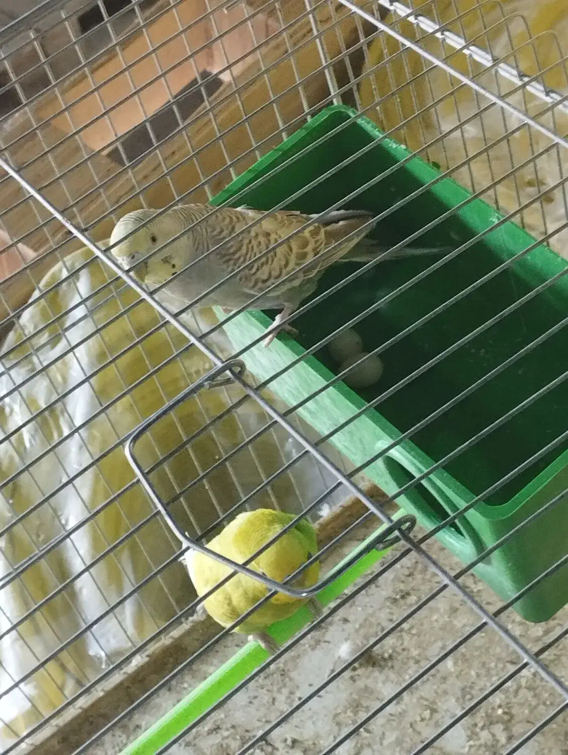 مرغ عشق ، جفتی ، مولد|پرنده|شیراز, شهرک مخابرات|دیوار