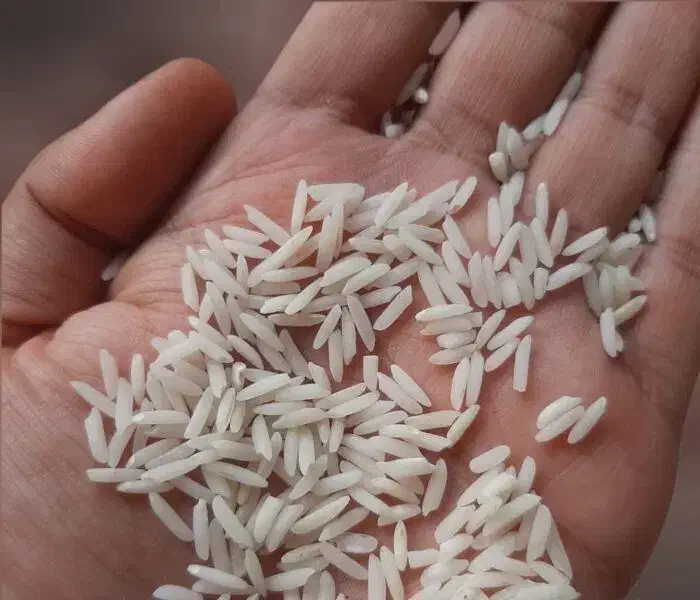 فروش محصولات اعلاء گیلان|عمدهفروشی|آستانه اشرفیه, |دیوار