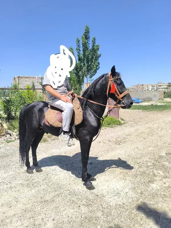 اسب کرد نر|اسب و تجهیزات اسب‌سواری|اردبیل, |دیوار