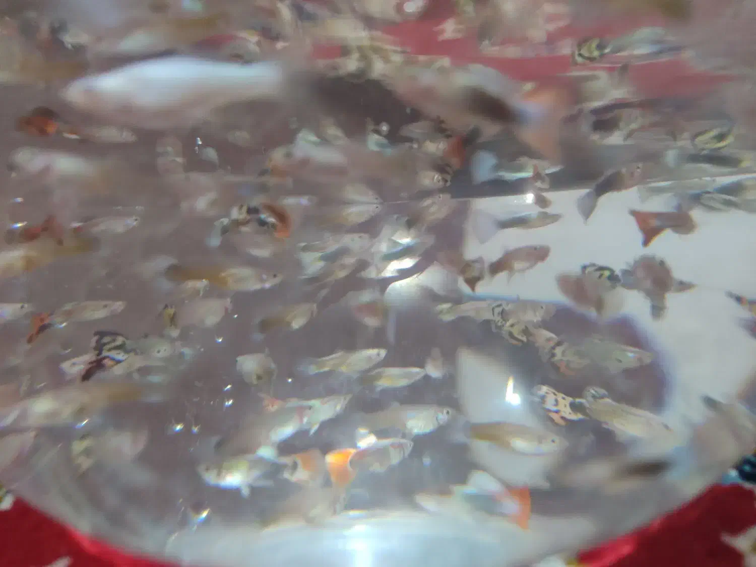 ماهی گوپی اکواریوم|ماهی|گنبد کاووس, |دیوار