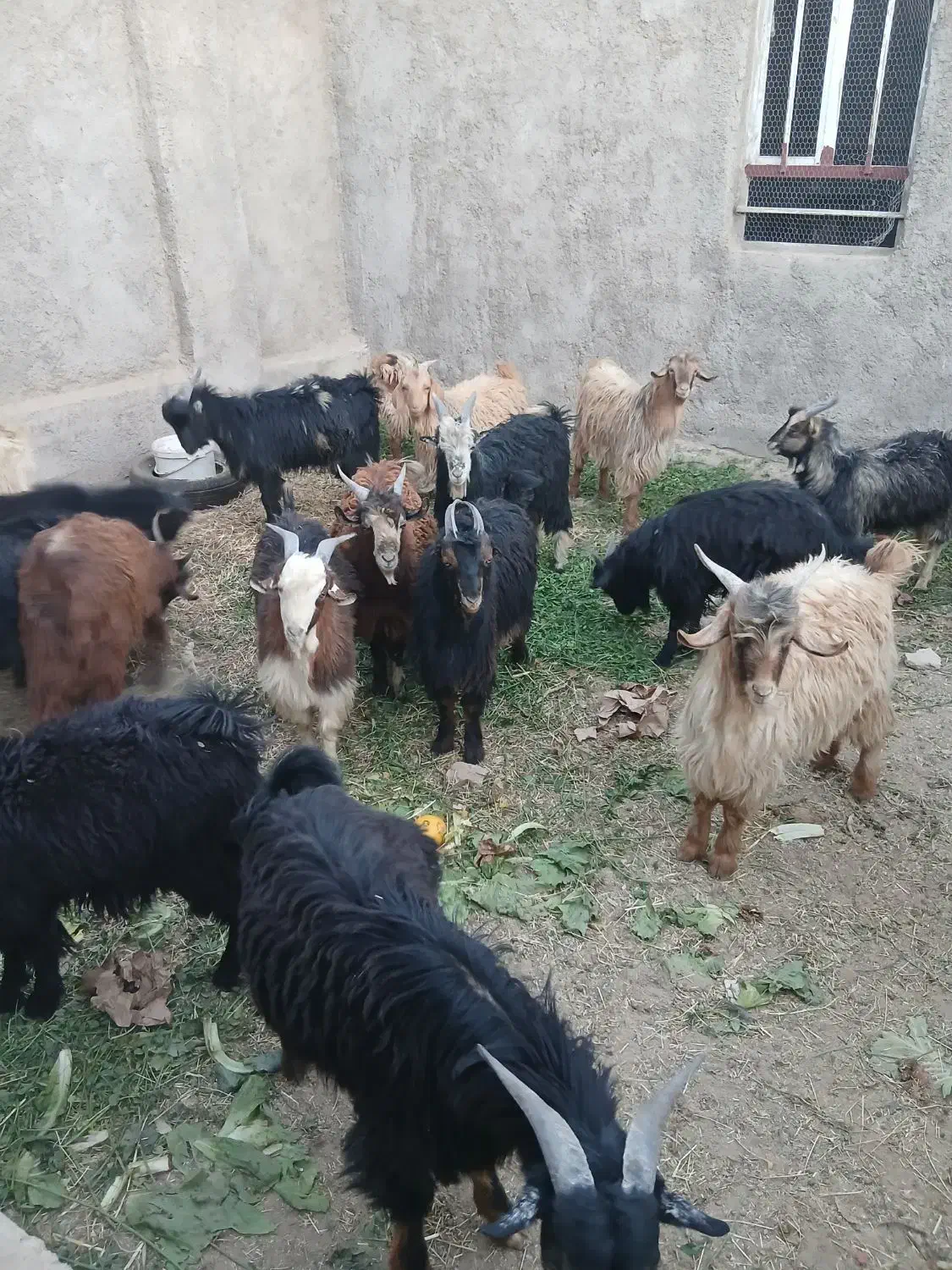 کره نر بزغاله ۲۰تا۲۳کیلو|حیوانات مزرعه|حمیدیا, |دیوار