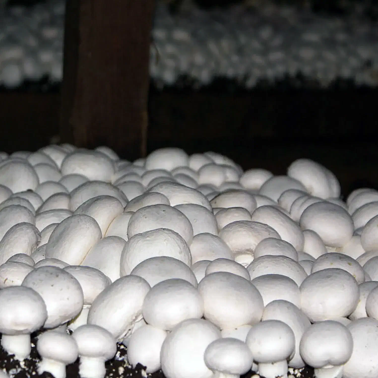 قارچ تازه چین روزانه رشت|خوردنی و آشامیدنی|رشت, توشیبا|دیوار