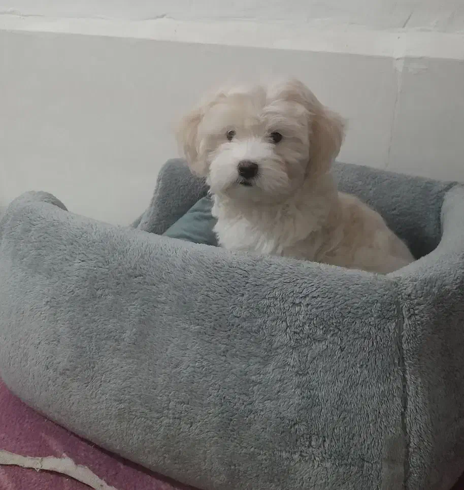 سگ شیتزو کراس|سگ|سبزوار, قصبه غربی|دیوار