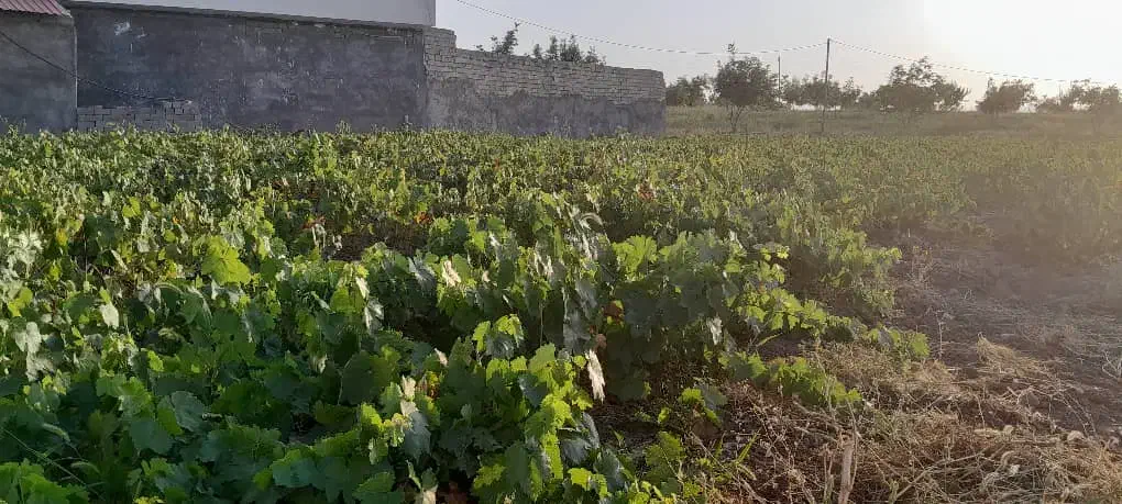 عرضـه نهـالــهای ریشه لخت|خدمات باغبانی و درختکاری|قیدار, |دیوار