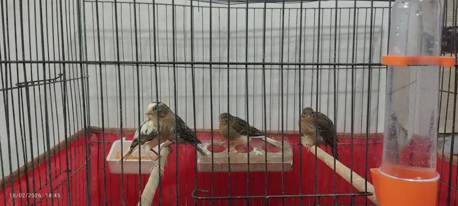 قناری|لوازم جانبی حیوانات|یزد, |دیوار