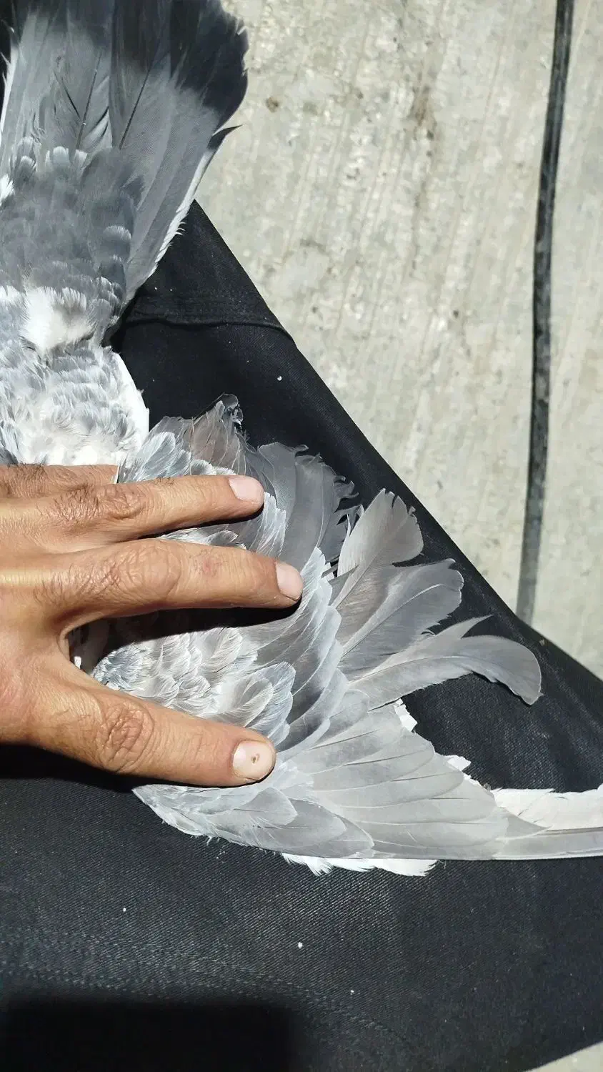 کبوتر گوره آی|پرنده|برازجان, |دیوار