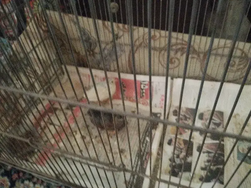 بلدرچین مینیاتوری|پرنده|تهران, والفجر (افسریه)|دیوار