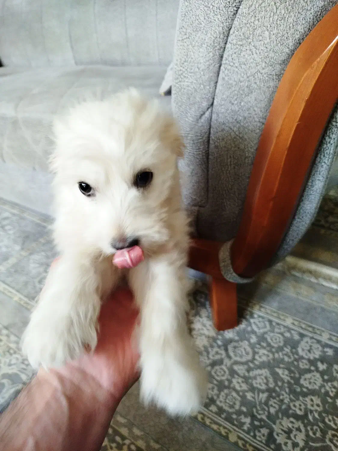 واگذاری توله تریر4ماهه|سگ|بومهن, |دیوار