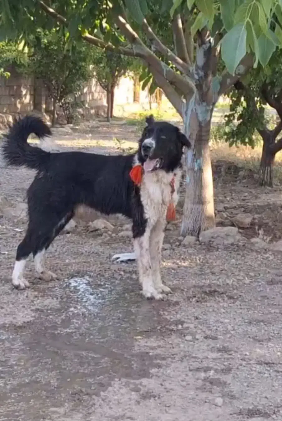 سگ قدرجونی نگهبان|سگ|قم, الغدیر|دیوار