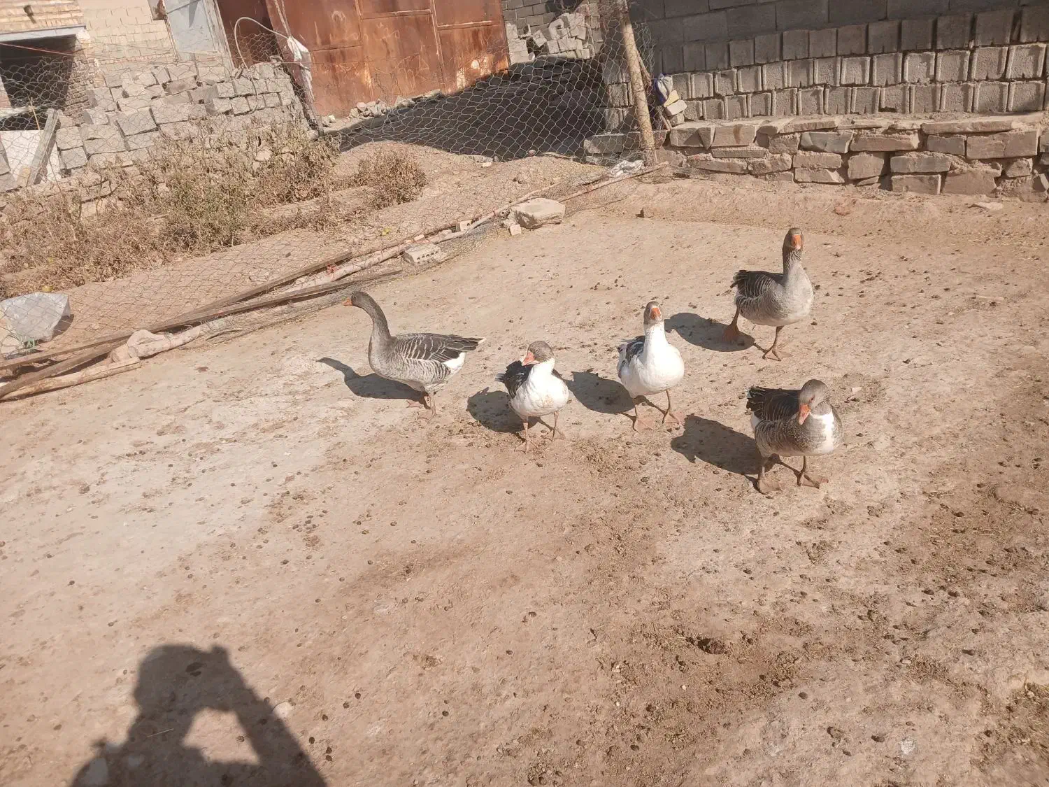 ۵عددغاز|حیوانات مزرعه|پیشخور, |دیوار