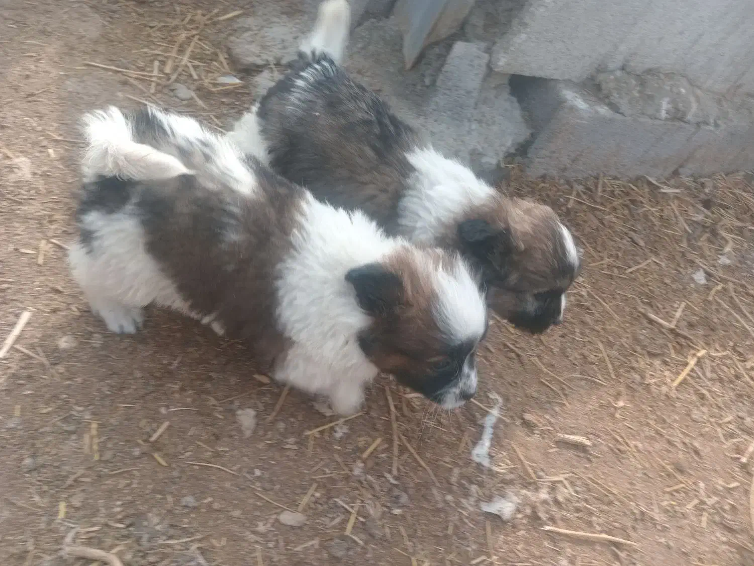 پاکوتا واگزاری|سگ|ارومیه, |دیوار