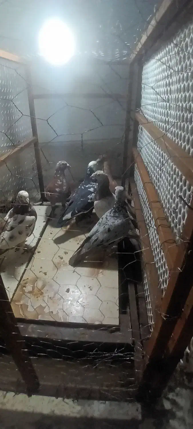 کفترپلاکی|پرنده|شیراز, حومه شیراز|دیوار