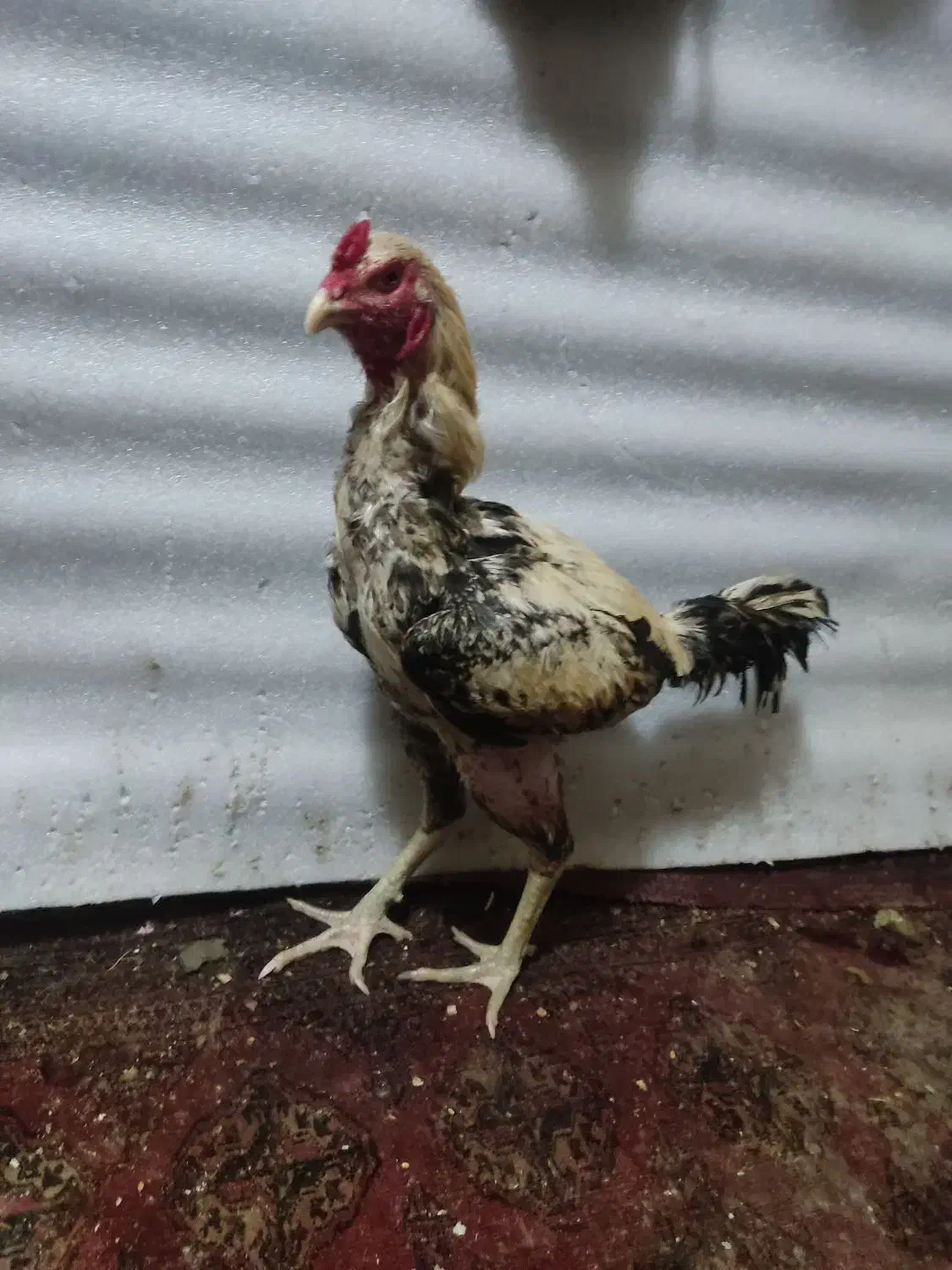 خروس لاری|حیوانات مزرعه|تهران, هفده شهریور|دیوار