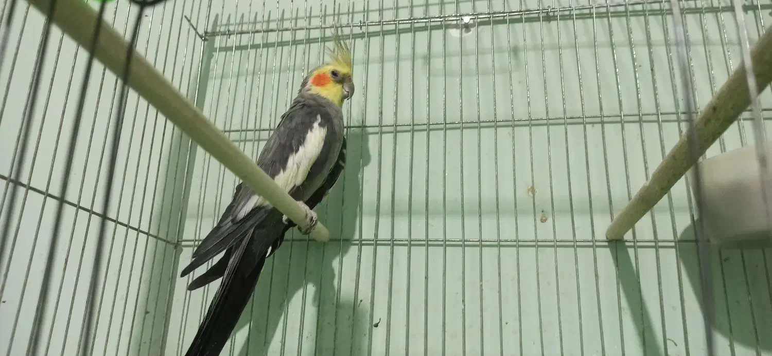 عروس هلندی نر بالغ|پرنده|کازرون, |دیوار