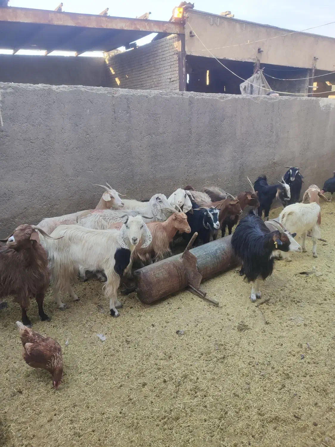 بره وبزغاله خوراک خور میش شال بز آبستن|حیوانات مزرعه|قم, شهر قائم|دیوار