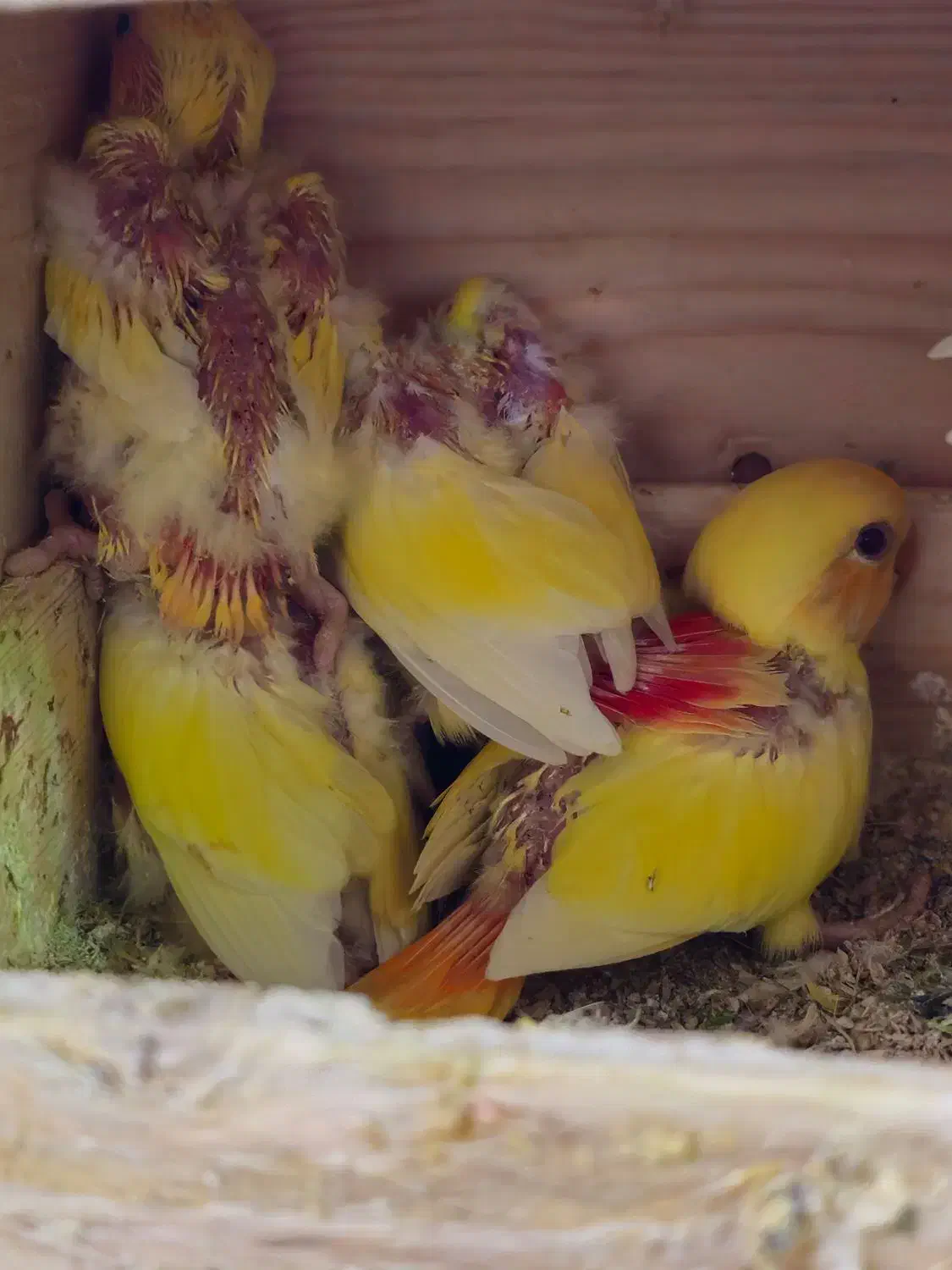 کوتوله برزیلی ، عروس هلندی|پرنده|جهرم, |دیوار