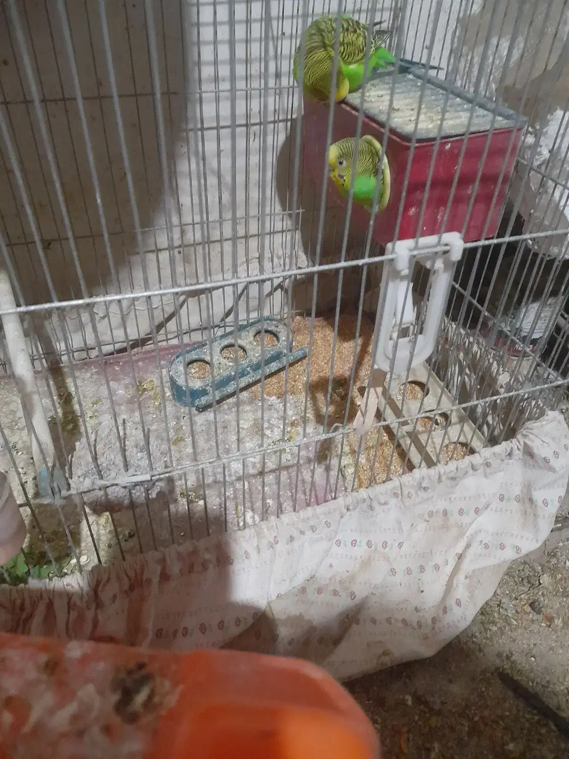 مرغ عشق|پرنده|لنجان, |دیوار