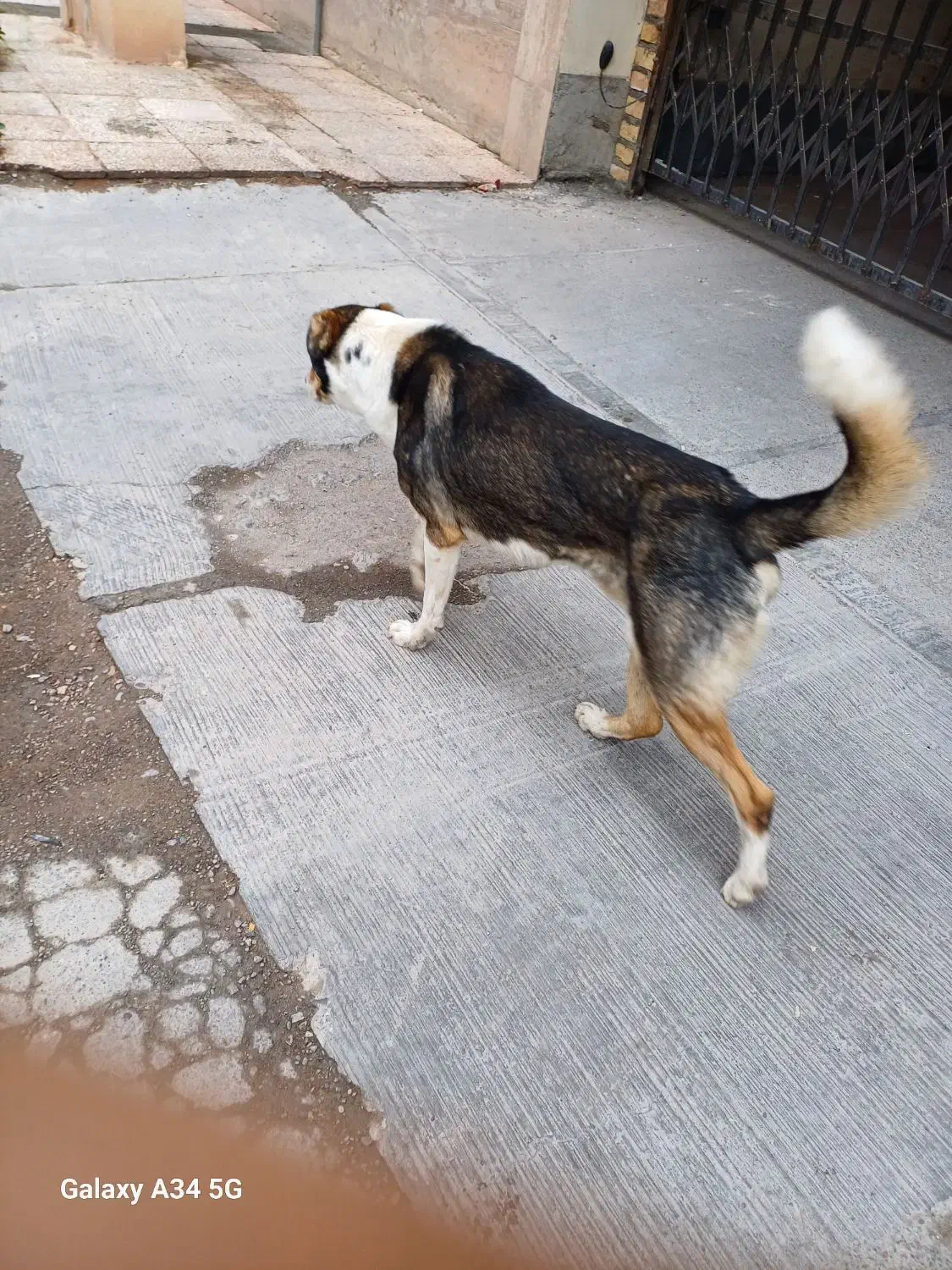 سگ گمشده|حیوانات|پرند, فاز ۵|دیوار