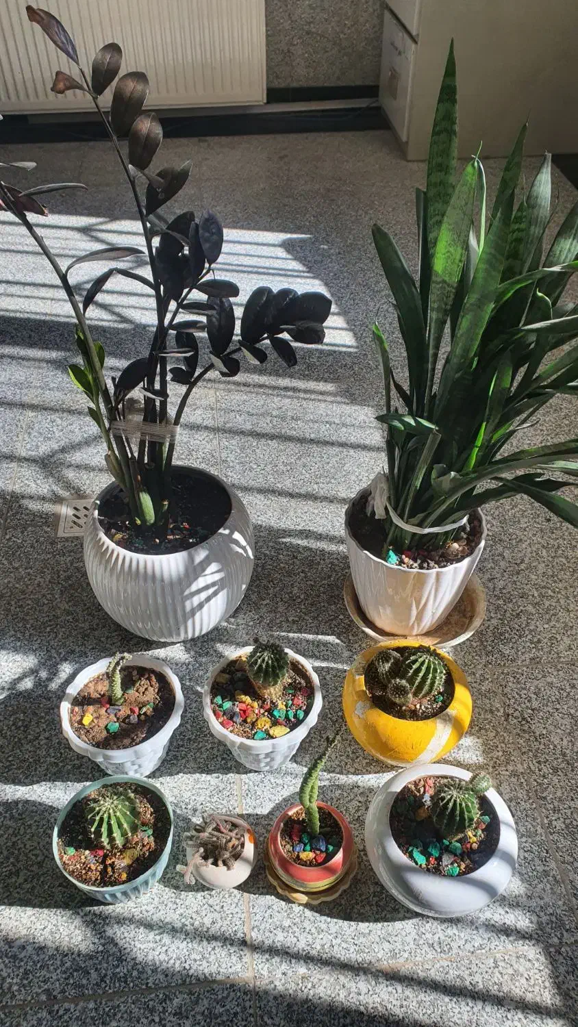 ۹ عدد گل طبیعی سرحال|گل و گیاه طبیعی|بانه, |دیوار