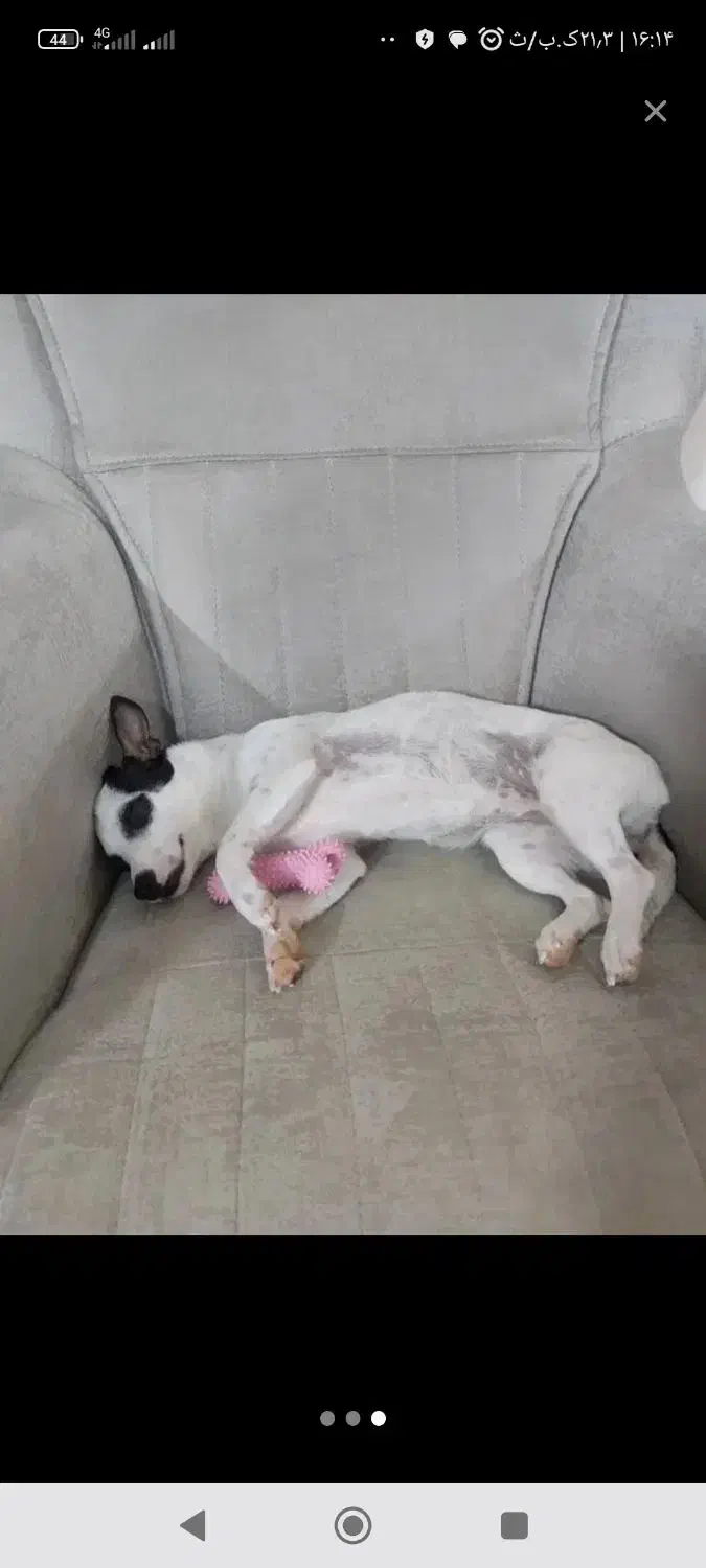 سگ اشتیپس|سگ|سبزوار, شهرک ابوذر|دیوار