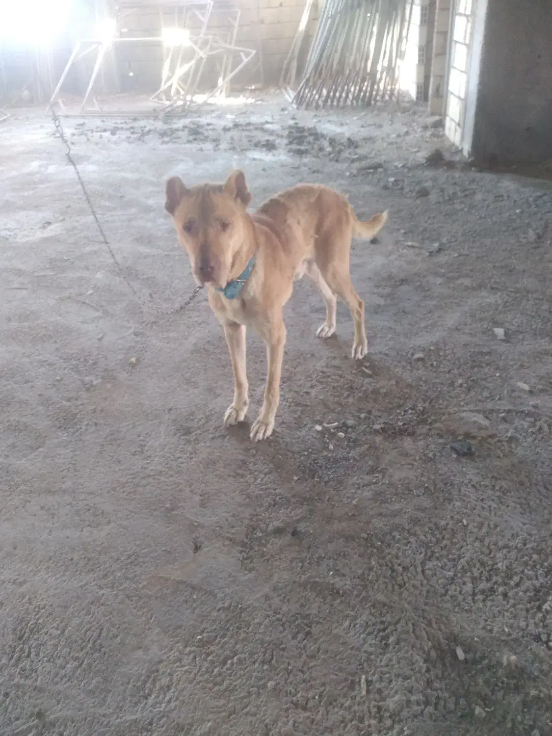 سگ نر نگهبان درجه یک|سگ|مهاجران, |دیوار