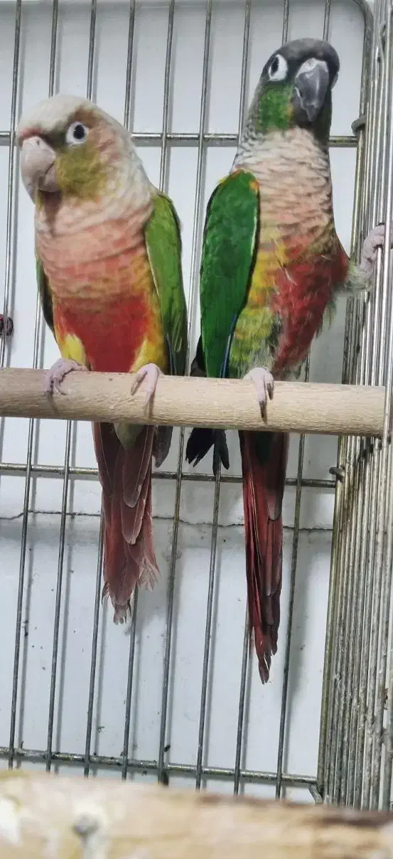 جفت گرینچک جوجه برزیلی|پرنده|قرچک, زیبا شهر|دیوار