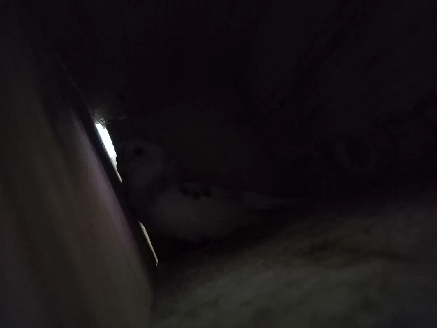 مرغ عشق|پرنده|فریدون‌کنار, |دیوار