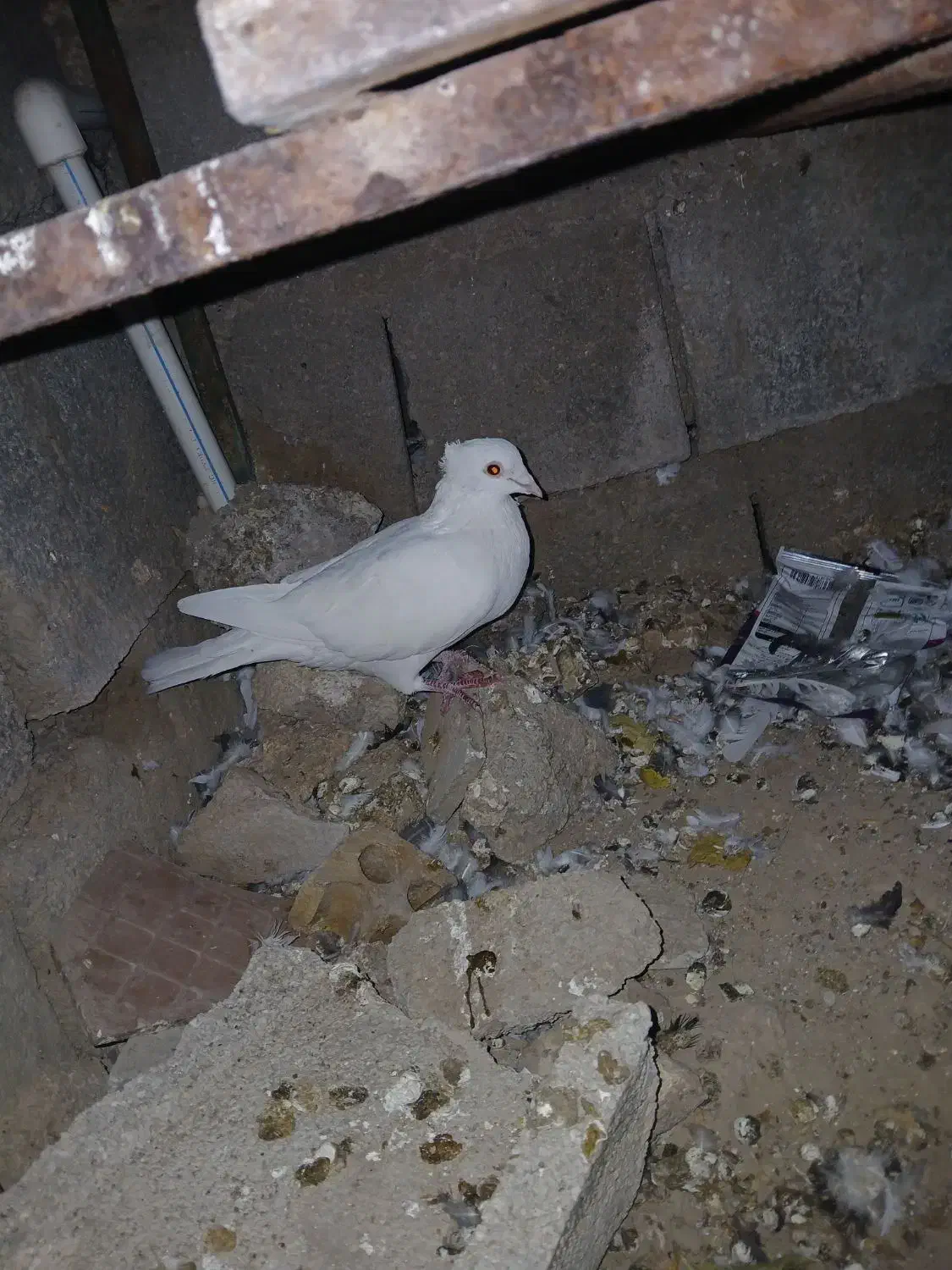 کبوتر|پرنده|ایذه, |دیوار