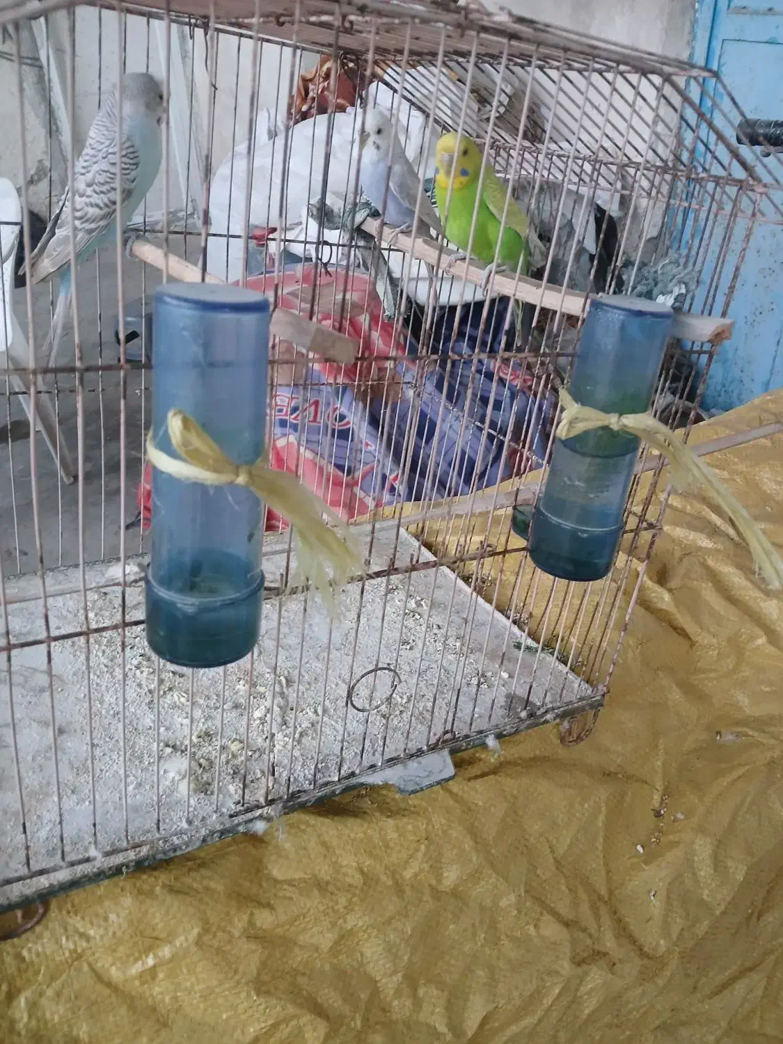 مرغ عشق|پرنده|قشم, |دیوار