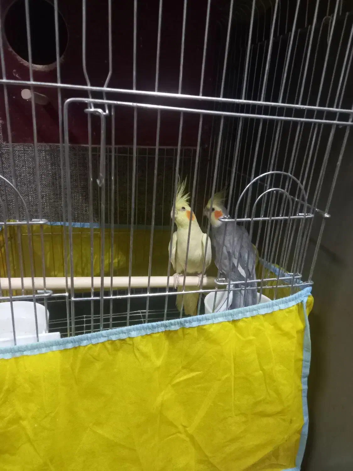 عروس هلندی خوشگل دستی جاندارم بخاطر همین میفروشم|پرنده|تهران, میدان میوه و تره‌بار مرکزی|دیوار