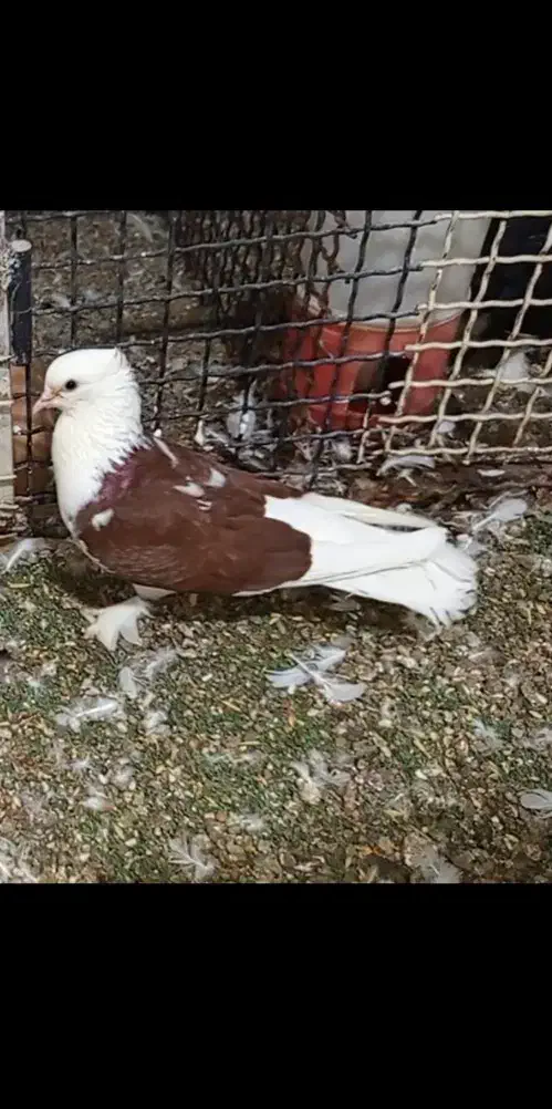 جوجه درجایی|پرنده|میناب, |دیوار