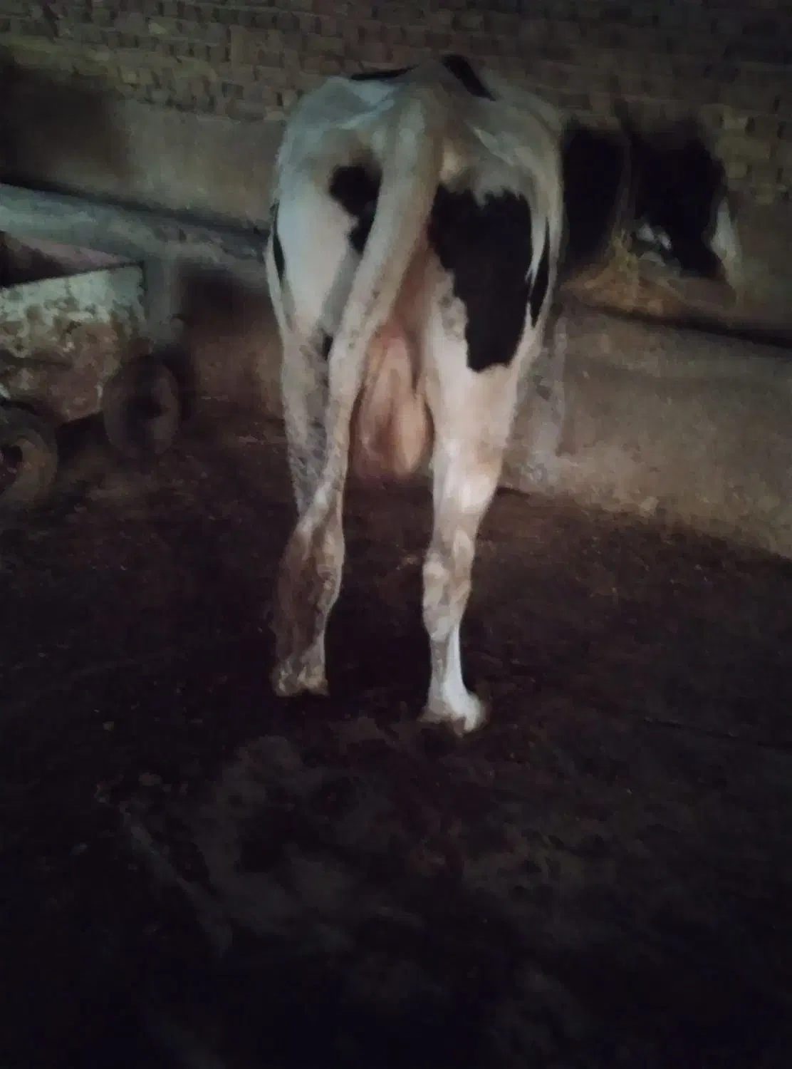 گاو|حیوانات مزرعه|قوچان, |دیوار