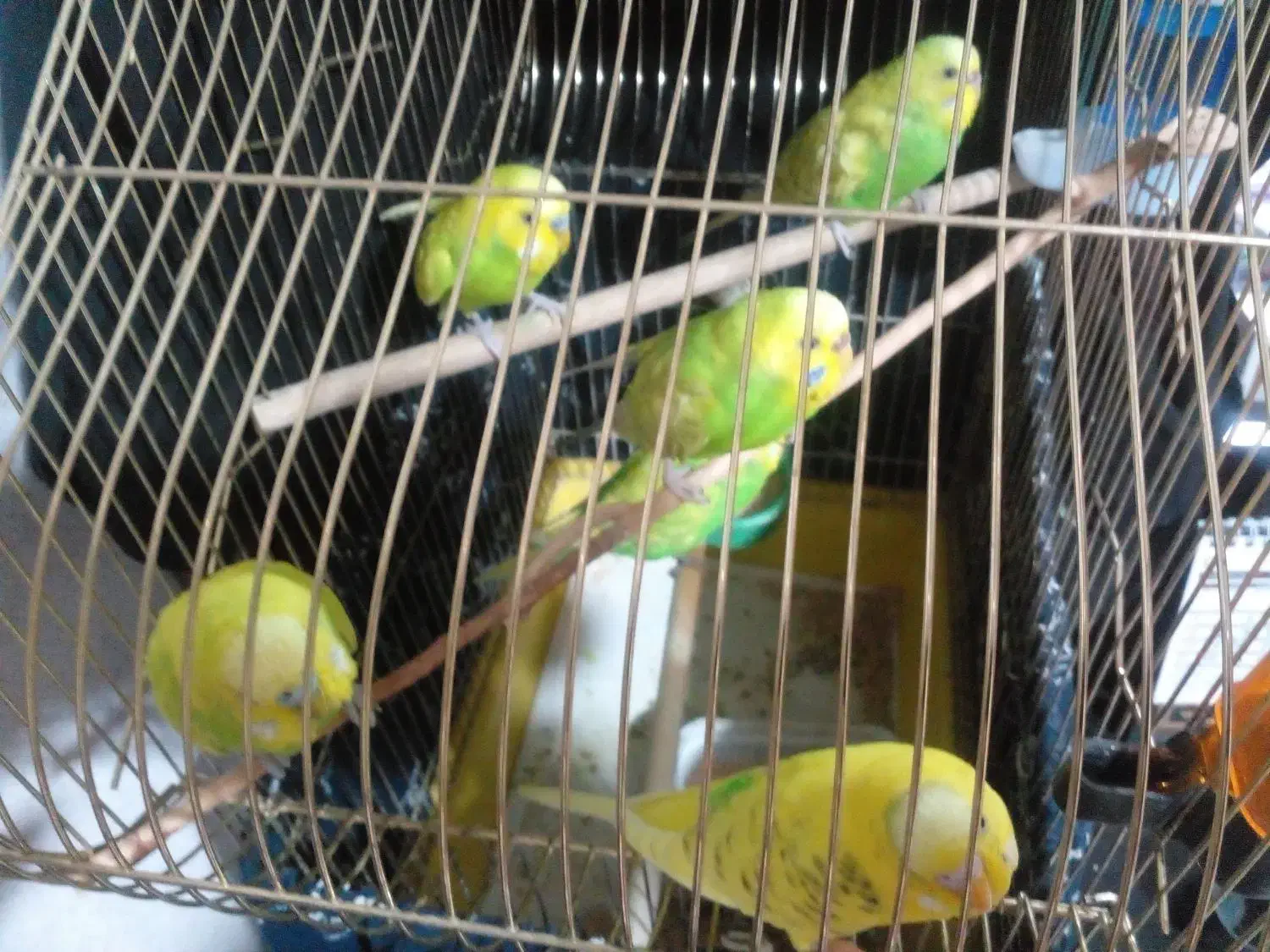 مرغ عشق دستی|پرنده|تهران, نیکنام|دیوار