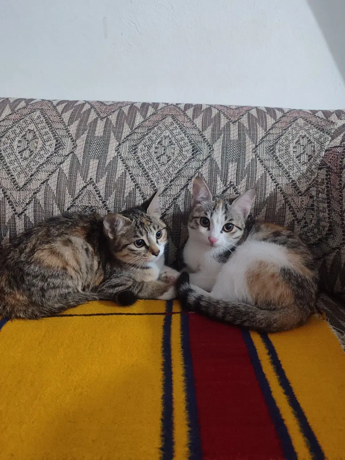 گربه واگذاری رایگان|گربه|نوشهر, |دیوار