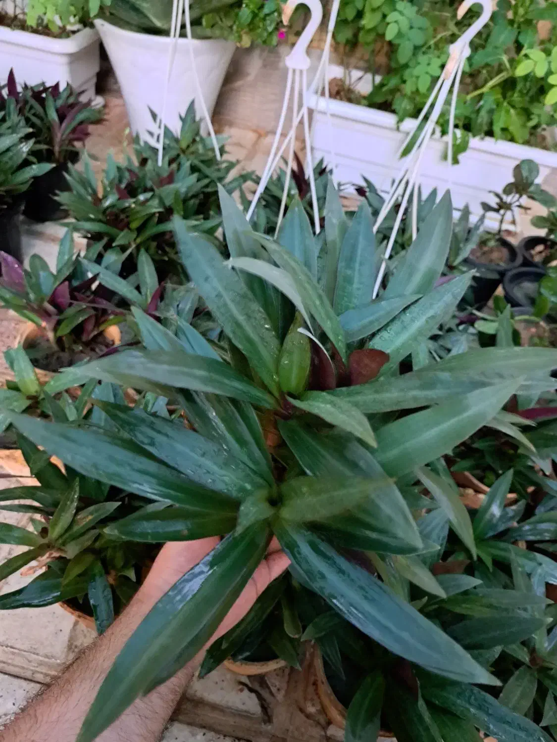 گل زیپلین پاندانوس یخی پتوس|گل و گیاه طبیعی|اصفهان, شاه پسند|دیوار