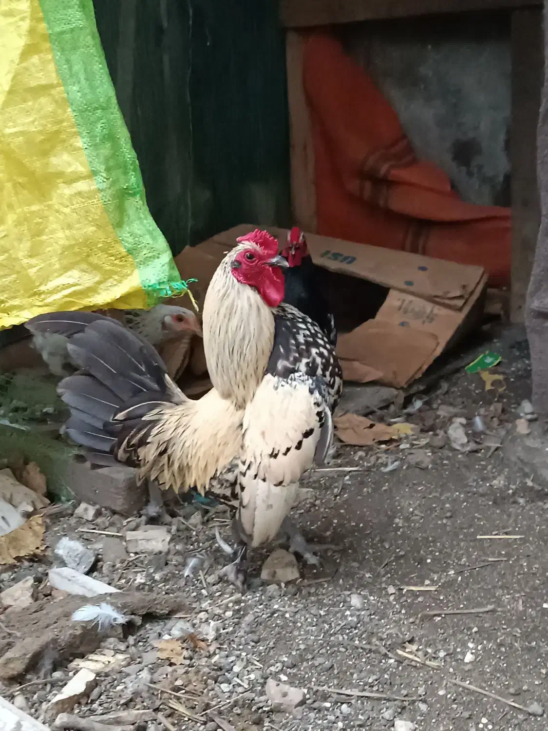 مرغ مینا توری|پرنده|آستارا, |دیوار