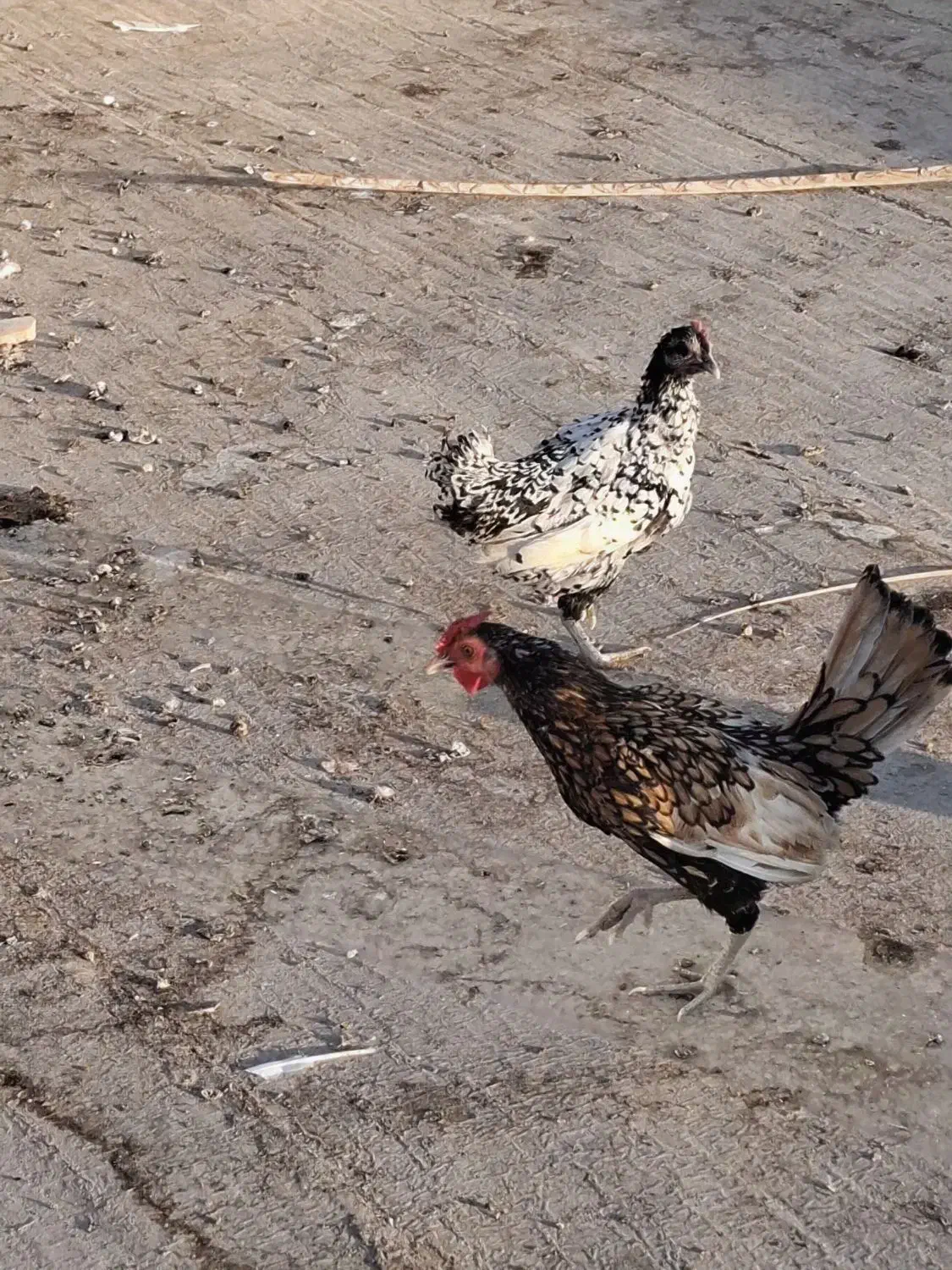 مرغ و خروس مینیاتوری یا سبرایت|حیوانات مزرعه|اردکان, |دیوار